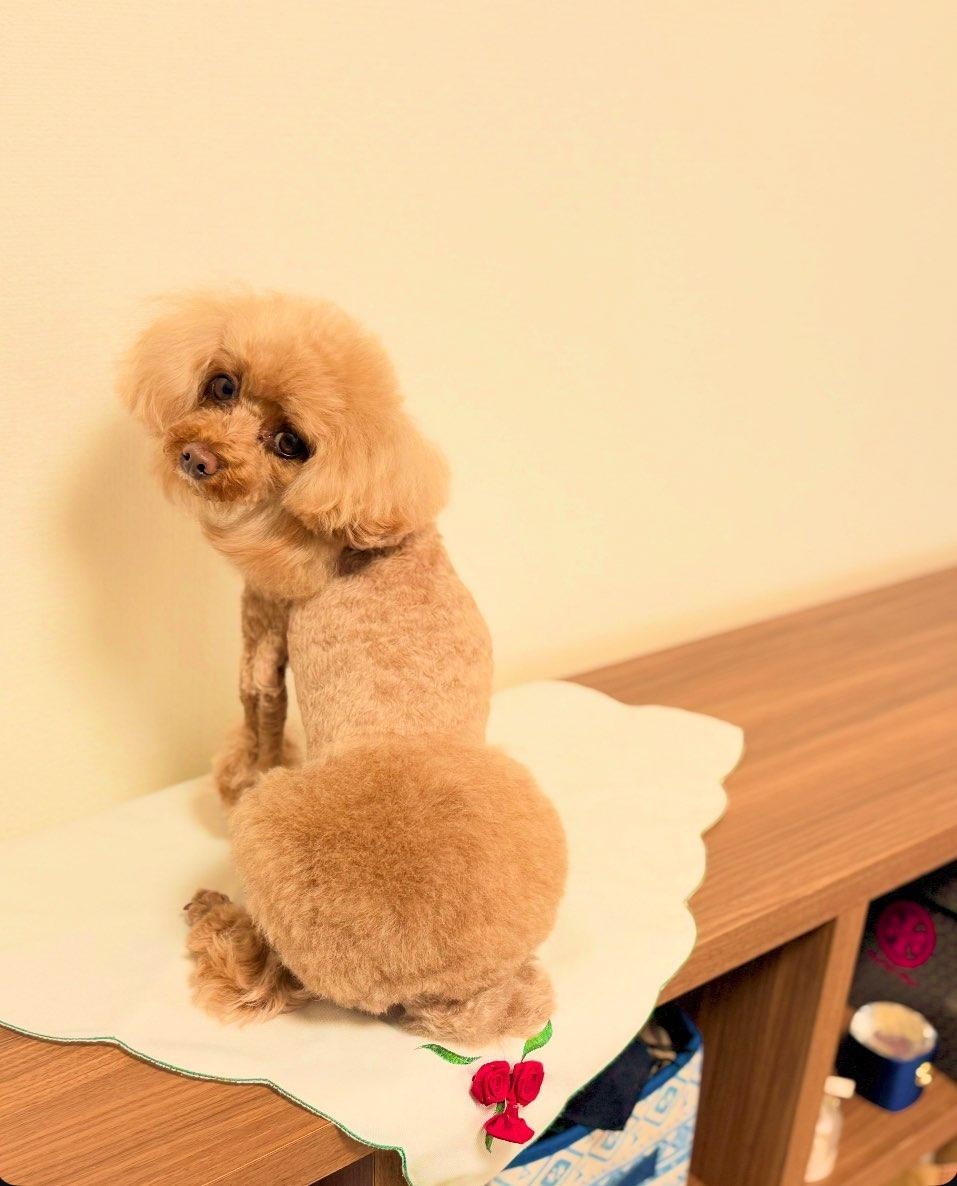 スリムになって毛艶も良くなったまろくんの写真